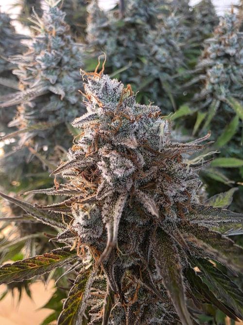 Fastbud Auto Mixed Zelt. Week 12