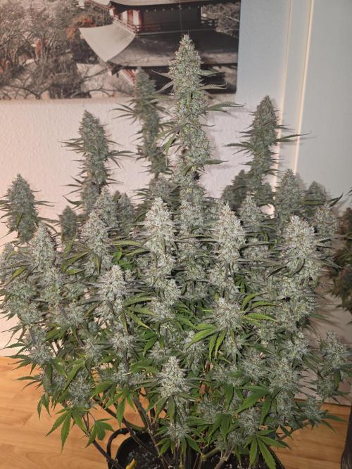 Fastbud Auto Mixed Zelt. Week 12