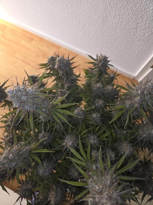 Fastbud Auto Mixed Zelt. Week 12