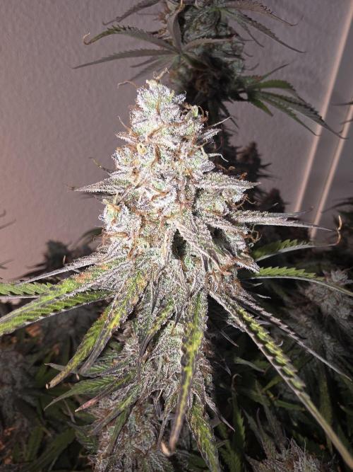 Fastbud Auto Mixed Zelt. Week 12