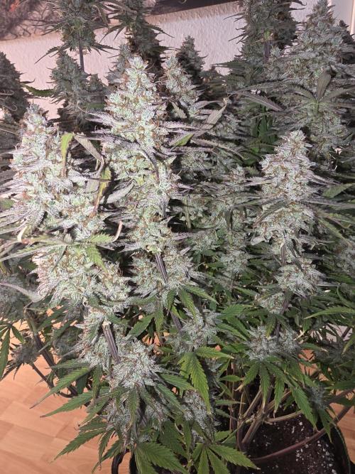 Fastbud Auto Mixed Zelt. Week 12