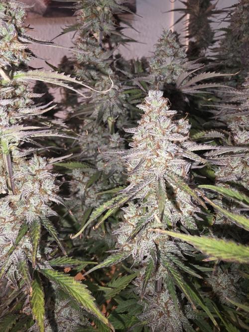 Fastbud Auto Mixed Zelt. Week 12