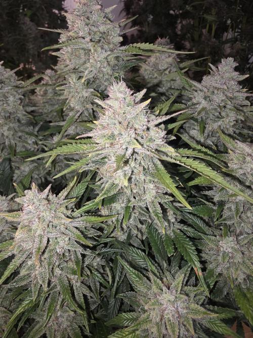 Fastbud Auto Mixed Zelt. Week 12