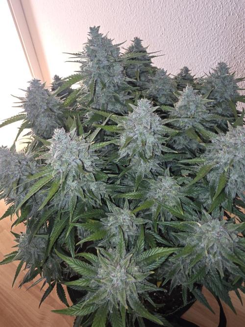 Fastbud Auto Mixed Zelt. Week 12