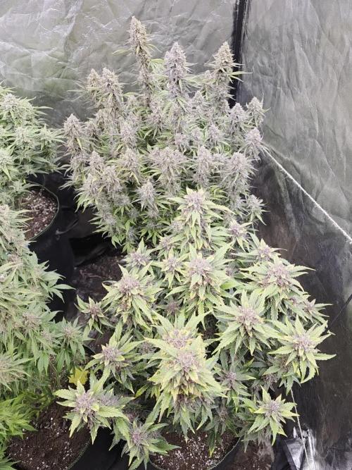 Fastbud Auto Mixed Zelt
