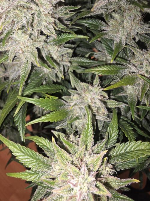 Fastbud Auto Mixed Zelt. Week 12