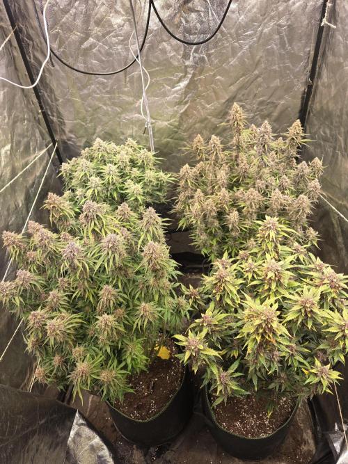 Fastbud Auto Mixed Zelt. Week 12