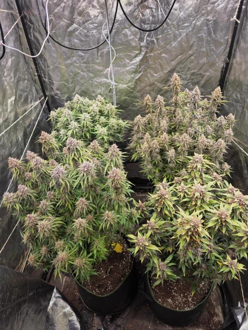 Fastbud Auto Mixed Zelt. Week 12