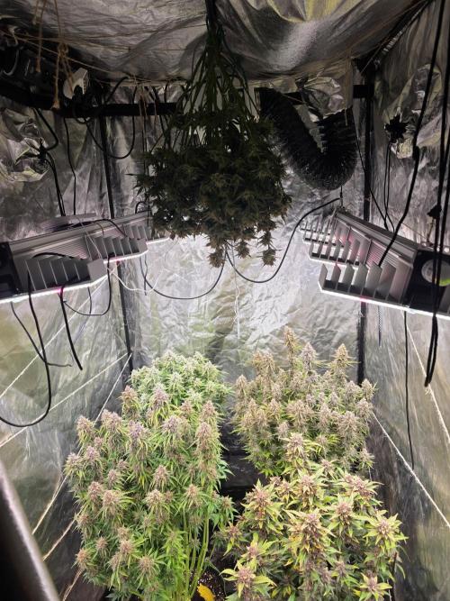 Fastbud Auto Mixed Zelt. Week 12