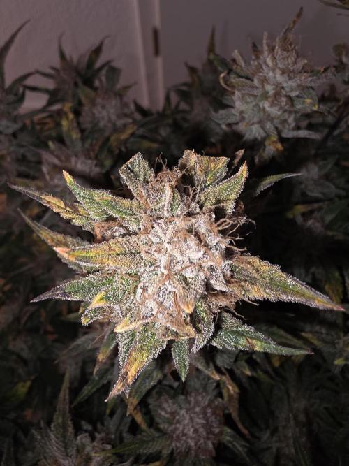 Fastbud Auto Mixed Zelt. Week 12