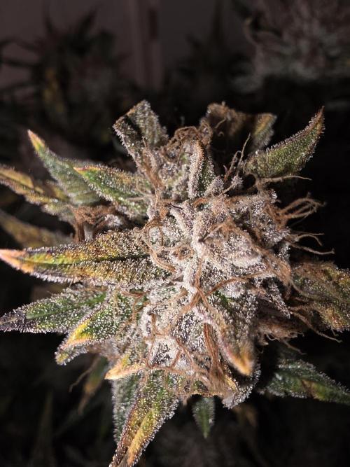 Fastbud Auto Mixed Zelt. Week 12