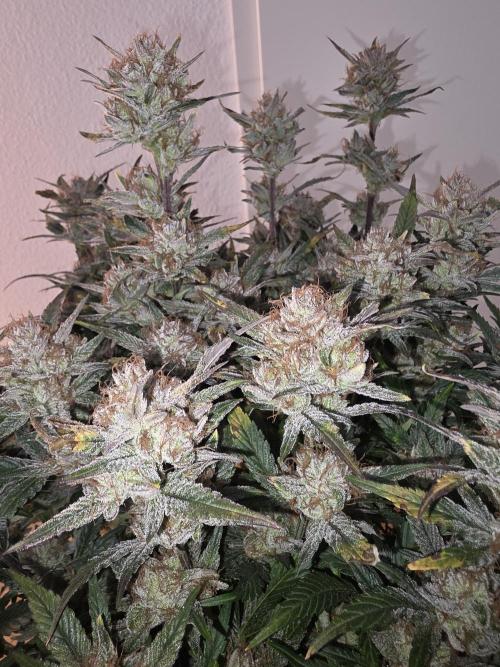 Fastbud Auto Mixed Zelt. Week 12