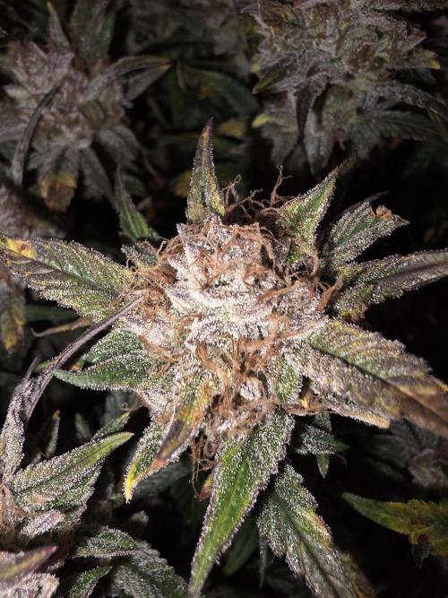 Fastbud Auto Mixed Zelt. Week 12