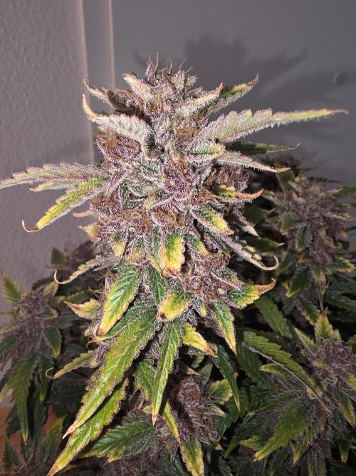 Fastbud Auto Mixed Zelt. Week 12