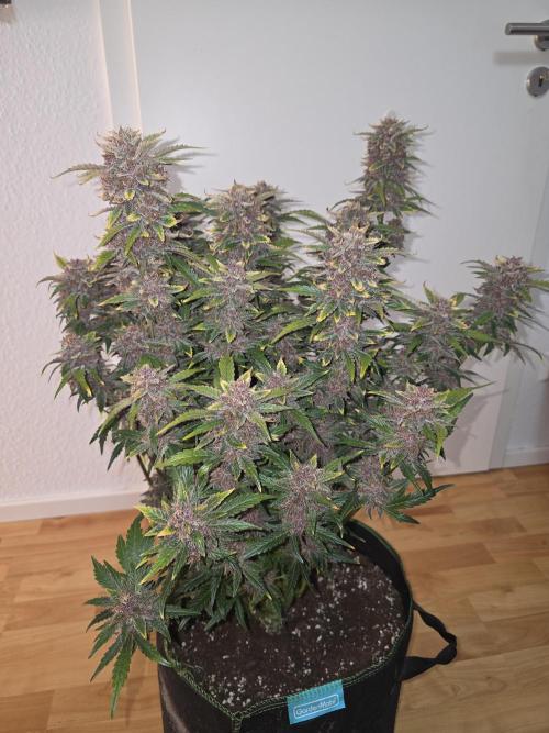 Fastbud Auto Mixed Zelt. Week 12
