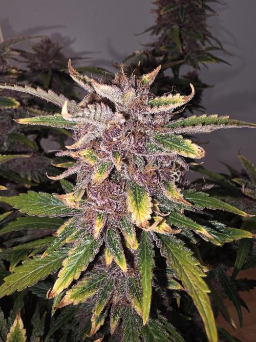 Fastbud Auto Mixed Zelt. Week 12