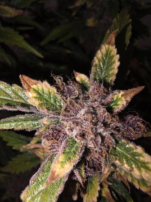 Fastbud Auto Mixed Zelt. Week 12