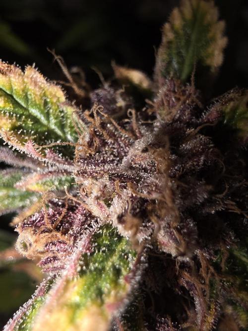 Fastbud Auto Mixed Zelt. Week 12