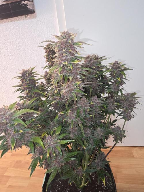 Fastbud Auto Mixed Zelt. Week 12