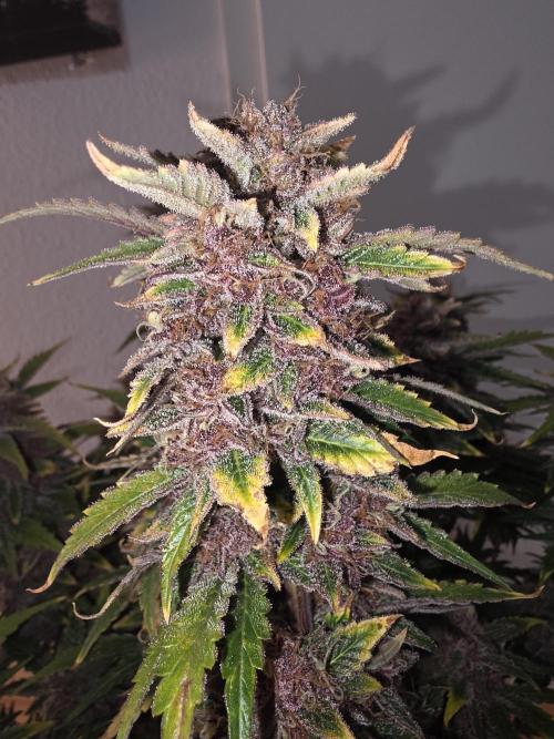 Fastbud Auto Mixed Zelt. Week 12