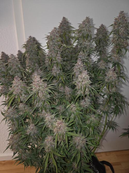 Fastbud Auto Mixed Zelt. Week 12