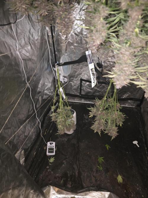 Fastbud Auto Mixed Zelt. Week 13