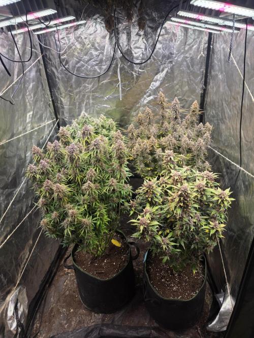 Fastbud Auto Mixed Zelt. Week 13