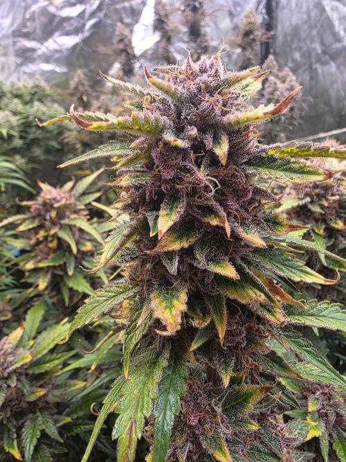 Fastbud Auto Mixed Zelt. Week 13