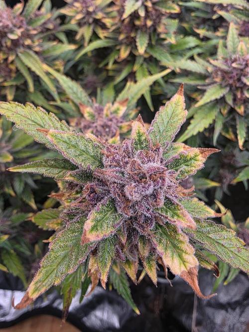 Fastbud Auto Mixed Zelt. Week 13