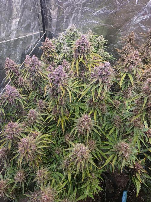 Fastbud Auto Mixed Zelt. Week 13