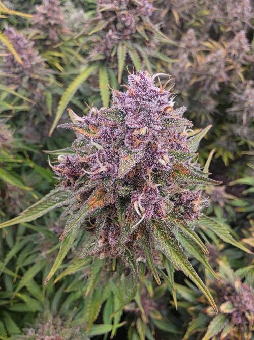 Fastbud Auto Mixed Zelt. Week 13