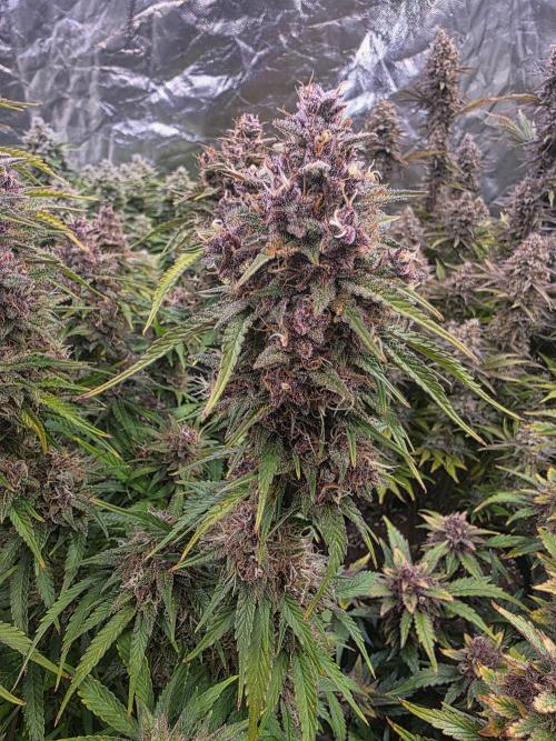 Fastbud Auto Mixed Zelt. Week 13