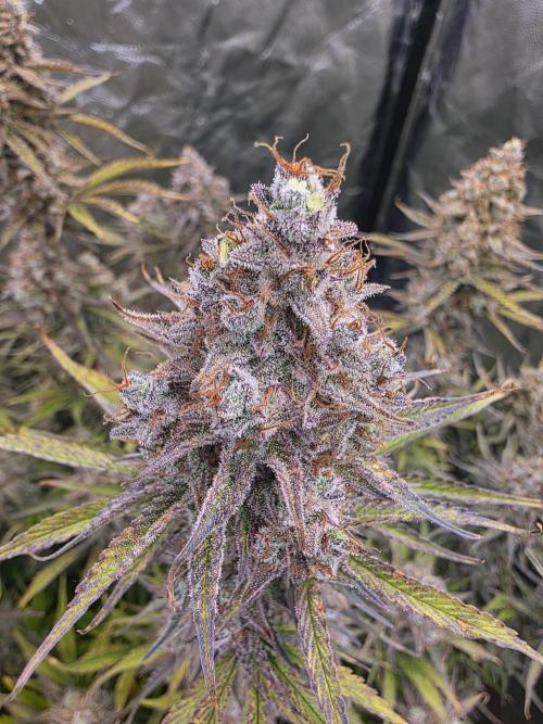 Fastbud Auto Mixed Zelt. Week 13