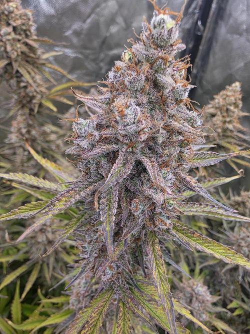 Fastbud Auto Mixed Zelt. Week 13