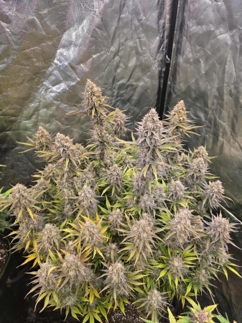 Fastbud Auto Mixed Zelt. Week 13