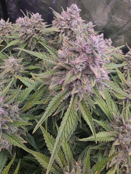 Fastbud Auto Mixed Zelt. Week 13