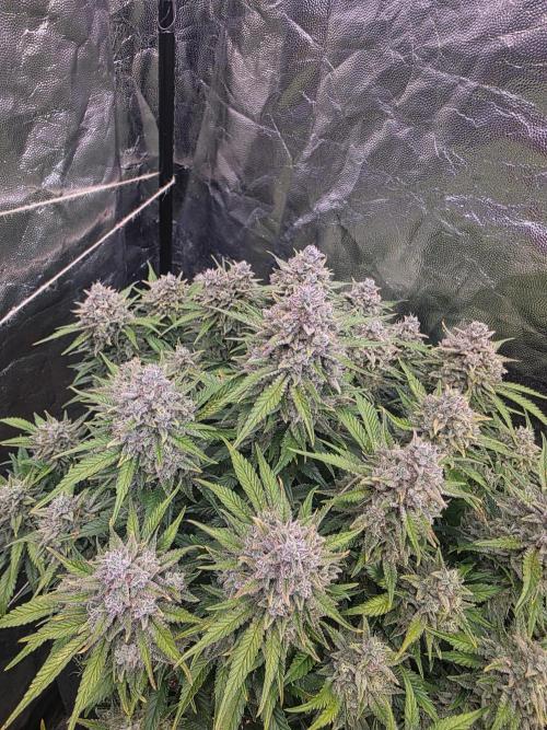 Fastbud Auto Mixed Zelt. Week 13