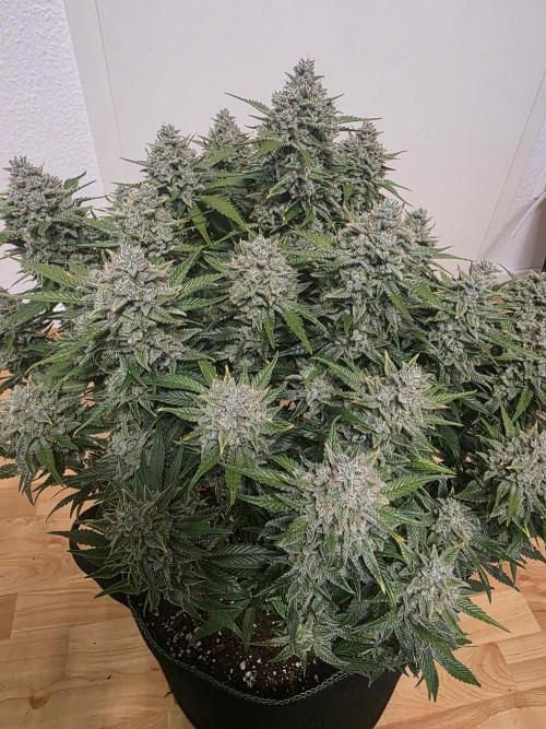 Fastbud Auto Mixed Zelt. Week 13