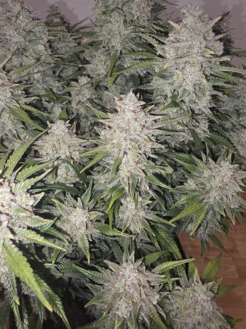 Fastbud Auto Mixed Zelt. Week 13