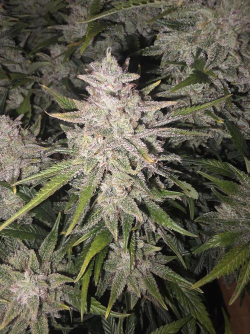 Fastbud Auto Mixed Zelt. Week 13