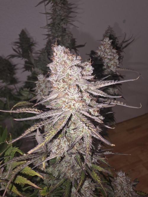 Fastbud Auto Mixed Zelt. Week 13