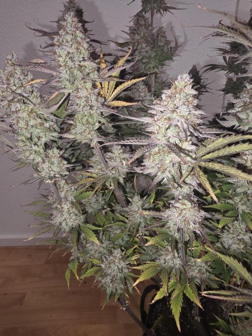 Fastbud Auto Mixed Zelt. Week 13