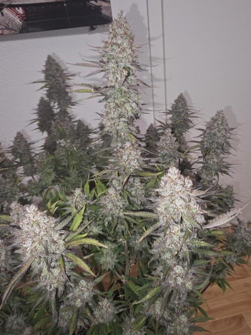 Fastbud Auto Mixed Zelt. Week 13