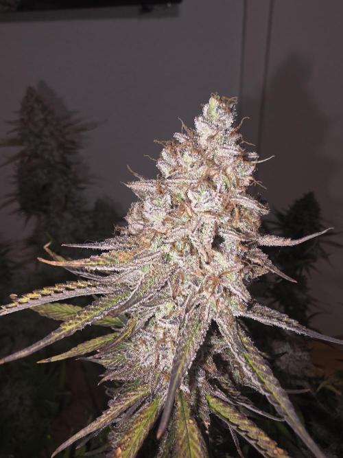 Fastbud Auto Mixed Zelt. Week 13