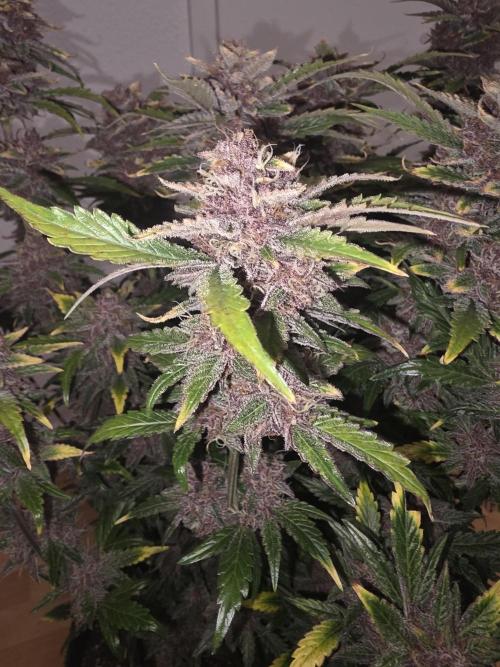 Fastbud Auto Mixed Zelt. Week 13