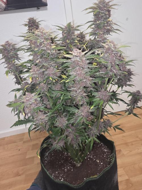 Fastbud Auto Mixed Zelt. Week 13