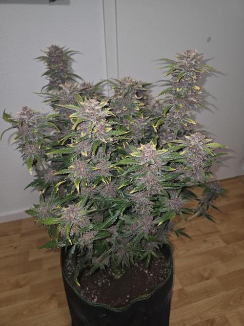 Fastbud Auto Mixed Zelt. Week 13
