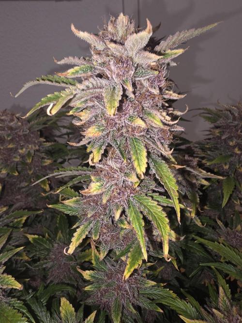 Fastbud Auto Mixed Zelt. Week 13