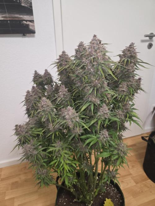 Fastbud Auto Mixed Zelt. Week 13