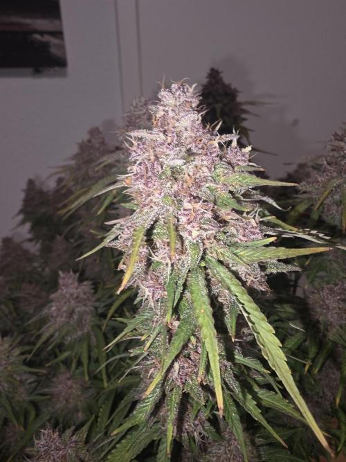 Fastbud Auto Mixed Zelt. Week 13